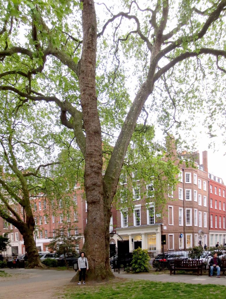 Soho Square Tree