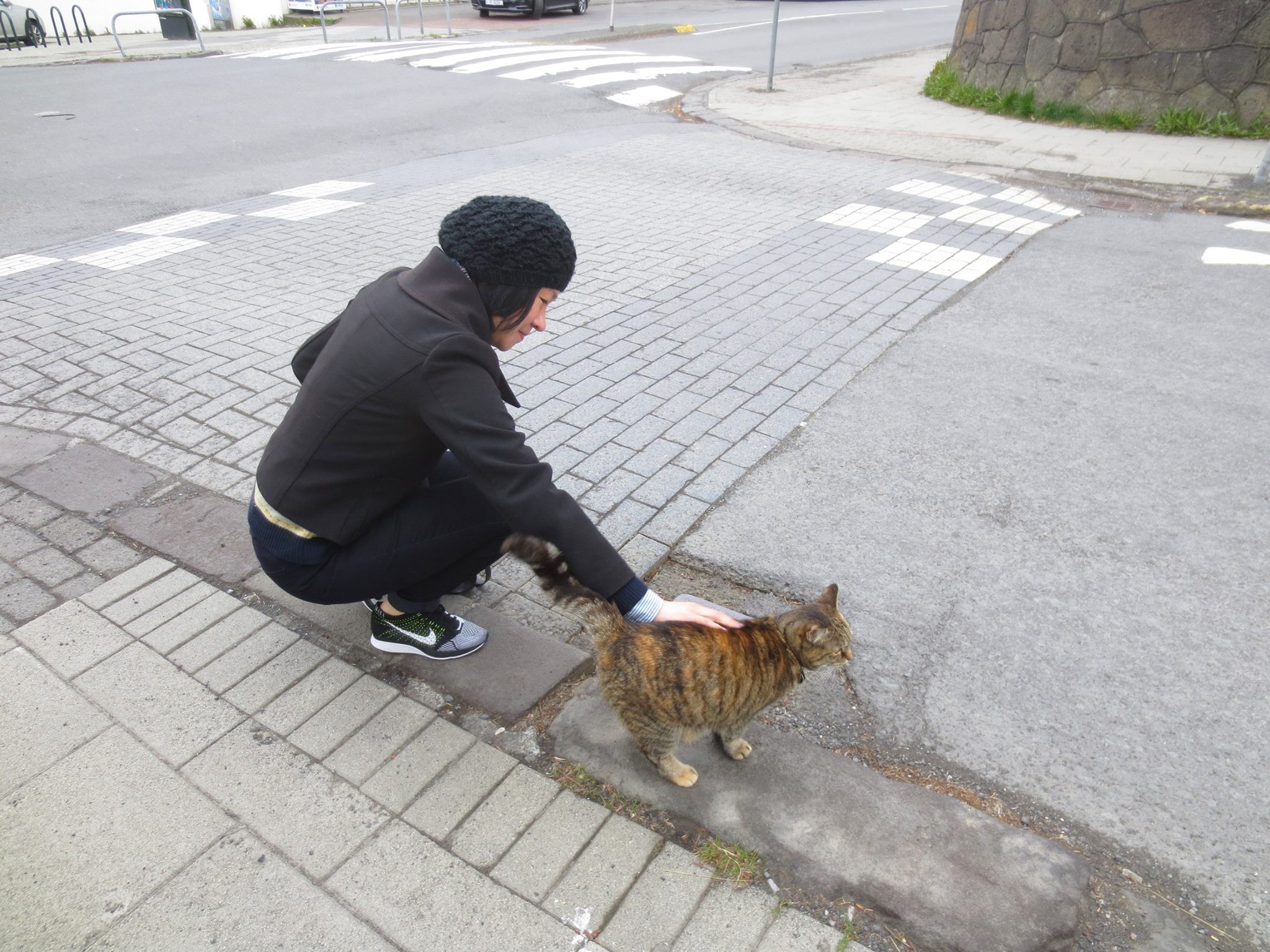 An Icelandic cat