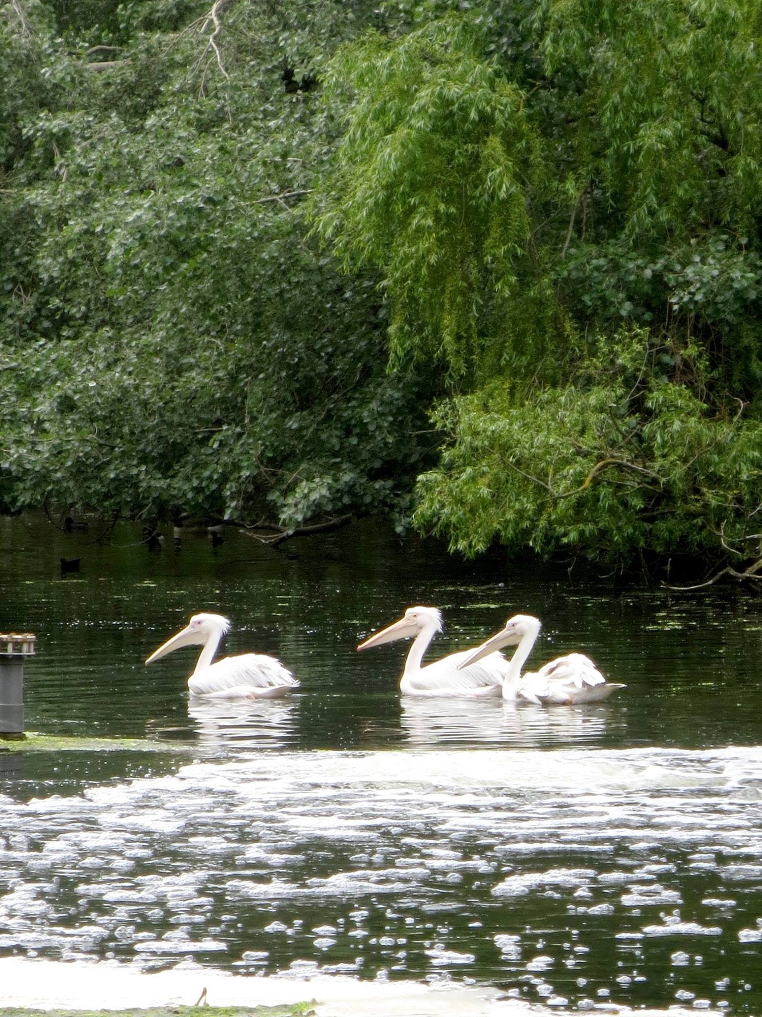 A Pod of Pelicans