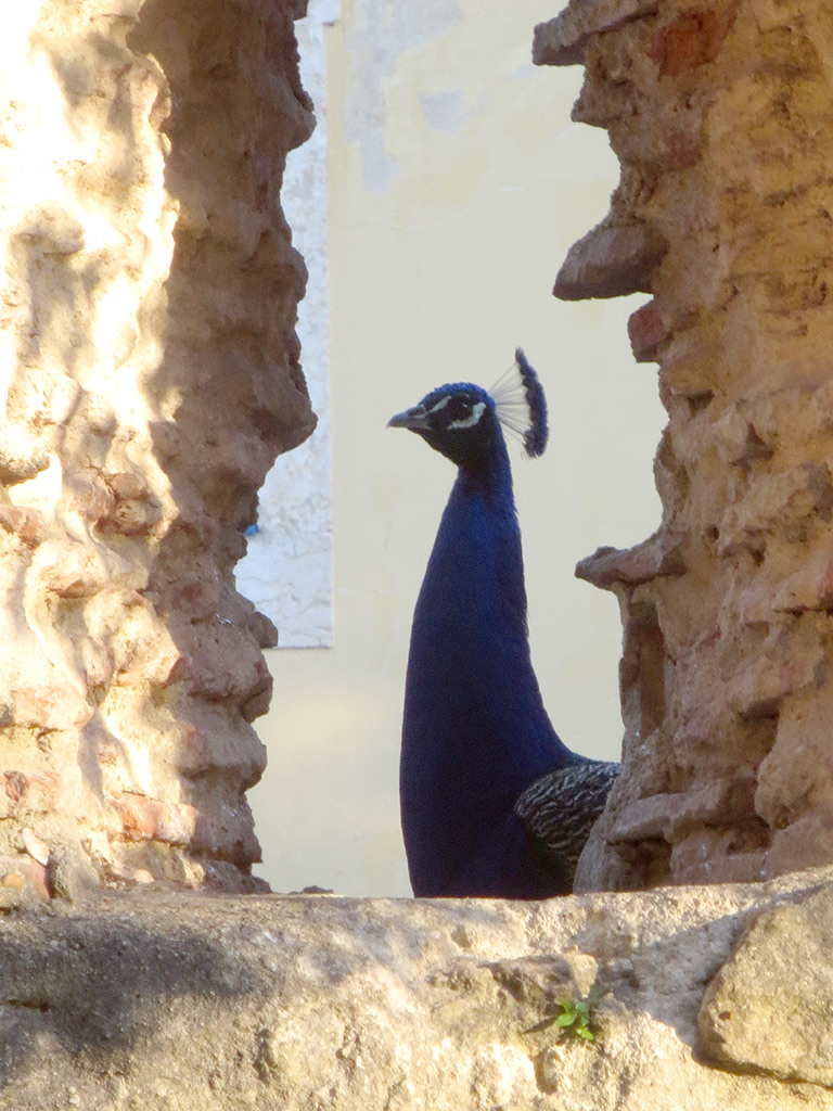 A Posing Peacock