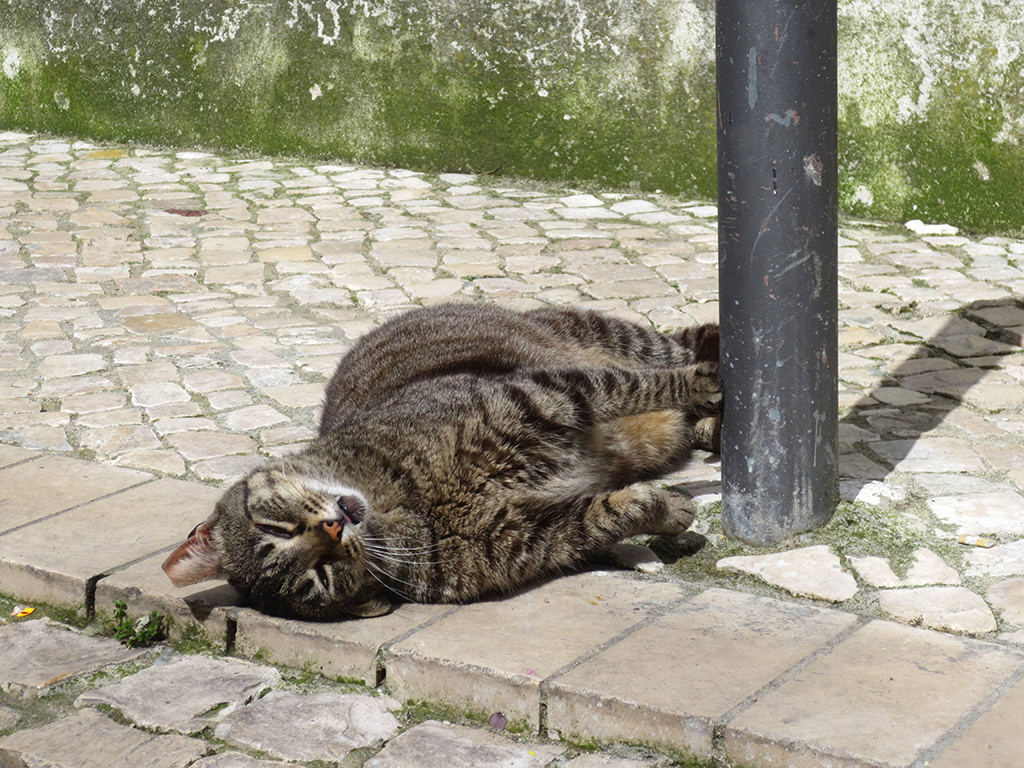 Tabby in the sun