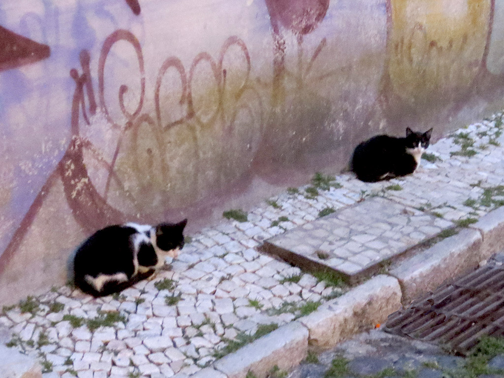 Cat alley