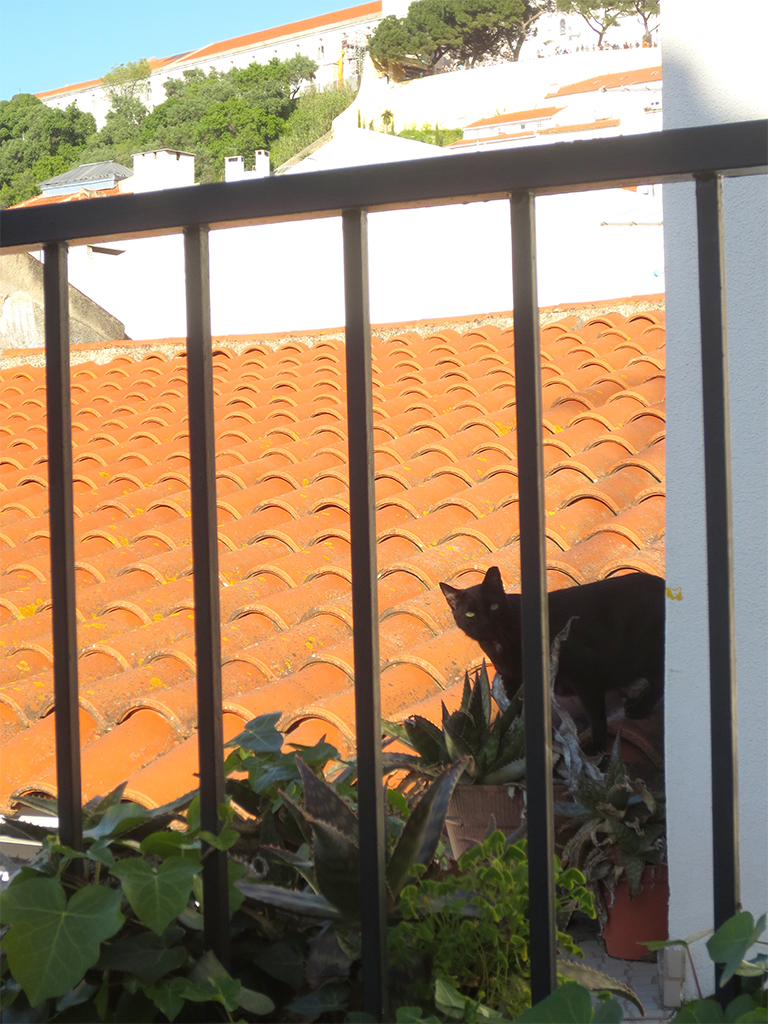 Cat on the roof