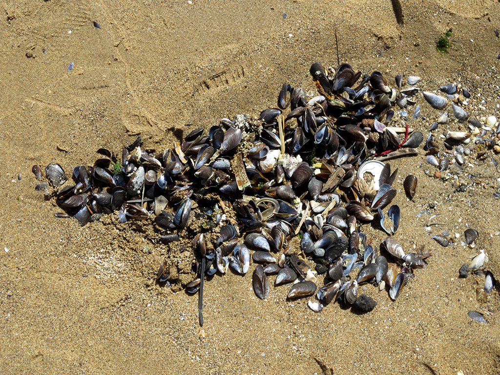 Mussels in the sand