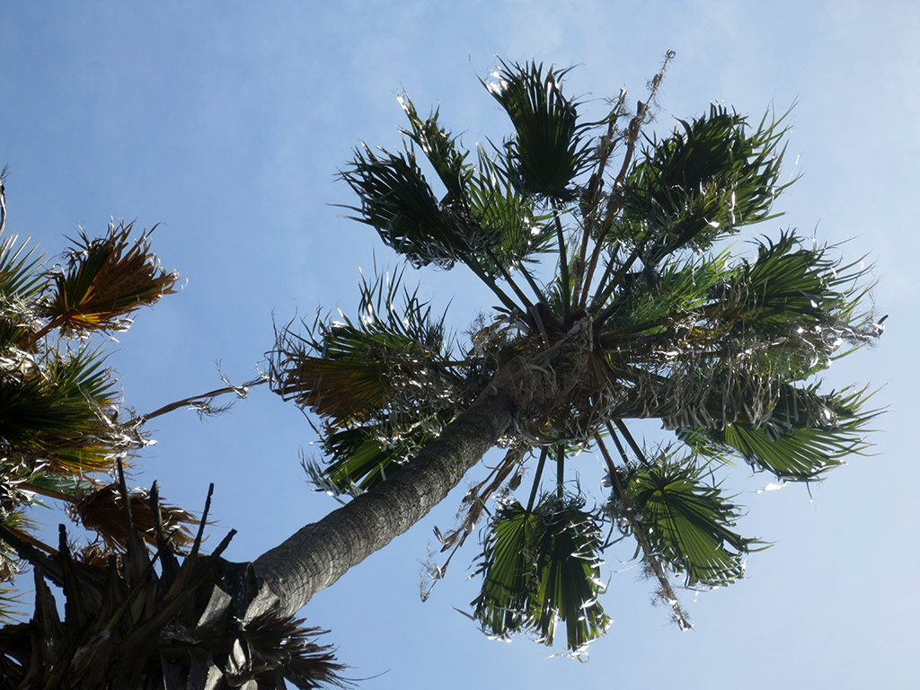 More Palms