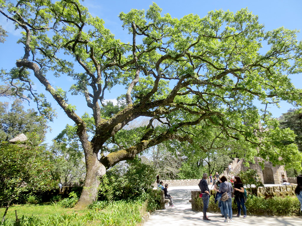 Quinta Tree