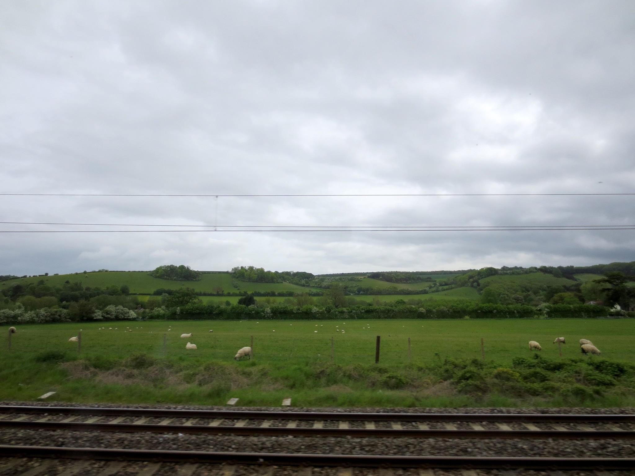 Sheep from the Train