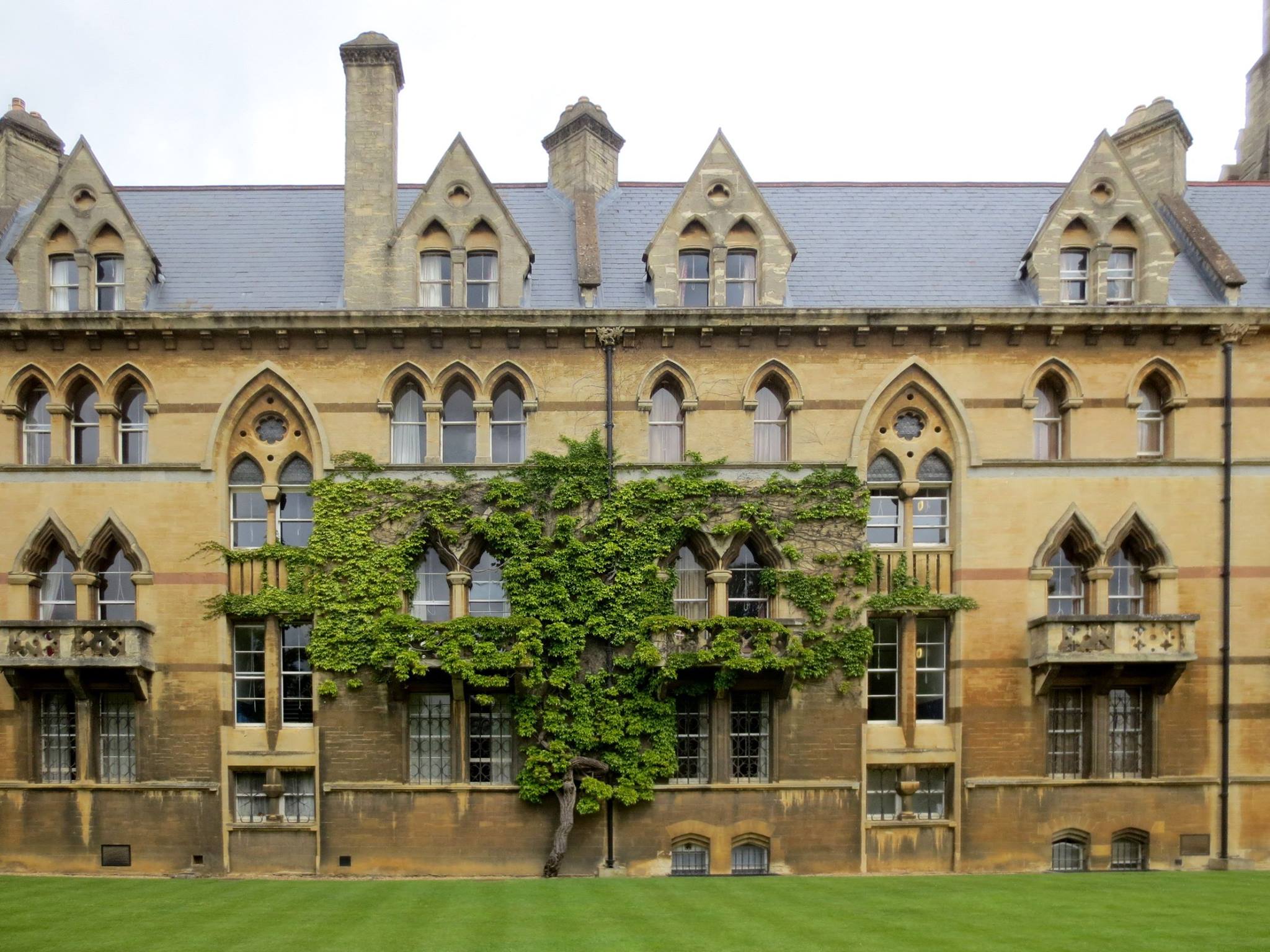 Christ Church College Tree