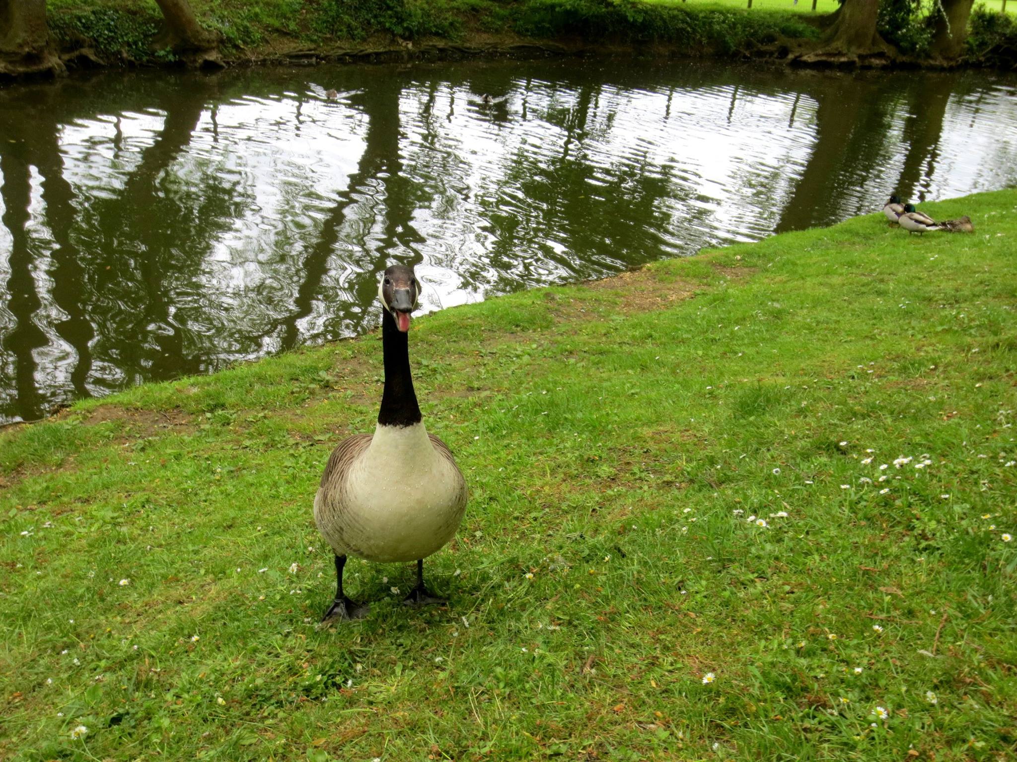 Angry Goose