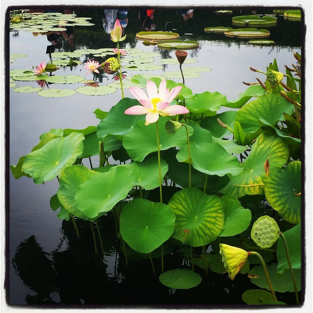 Conservatory Waterlillies