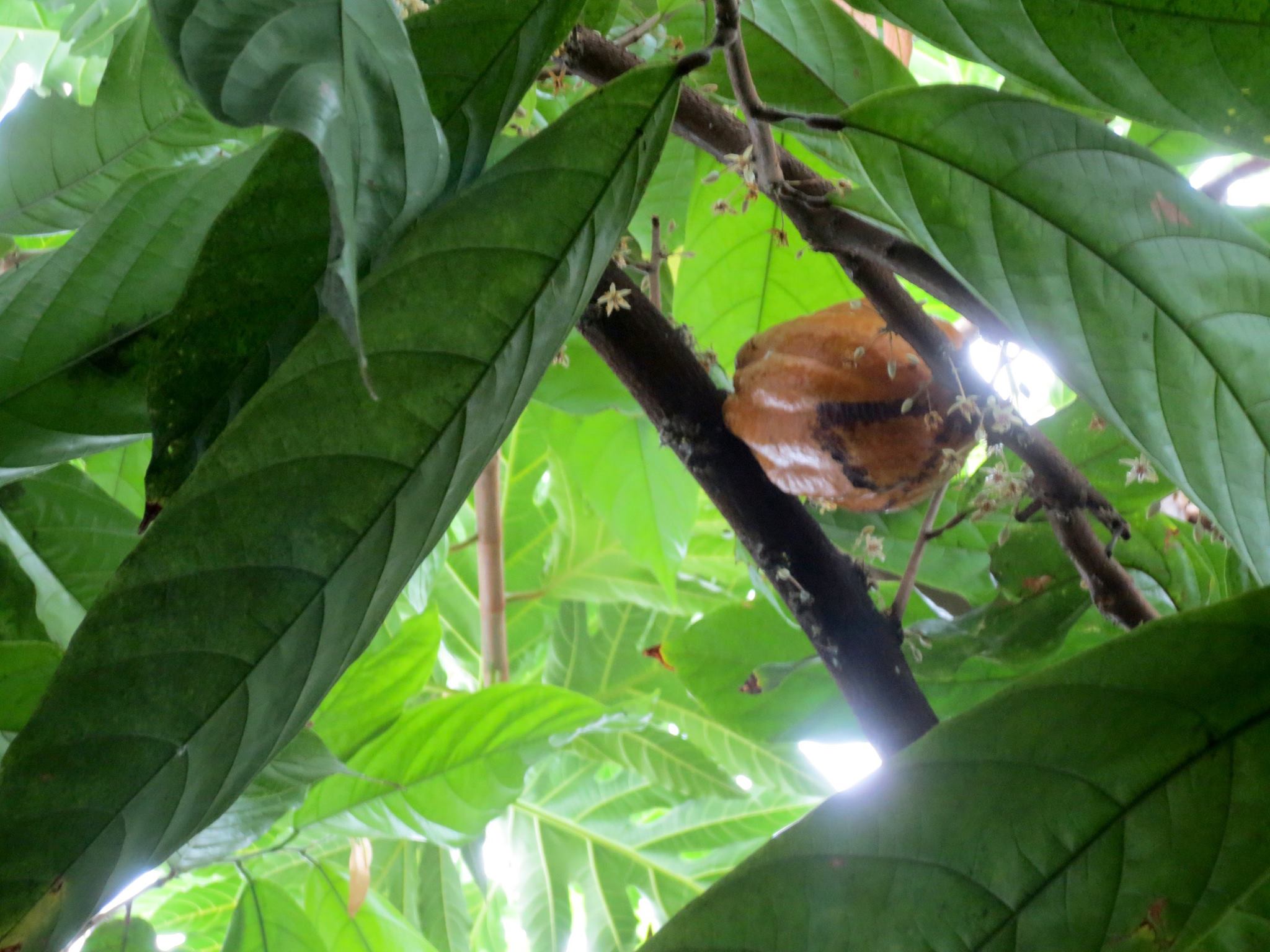 A Cacao Pod