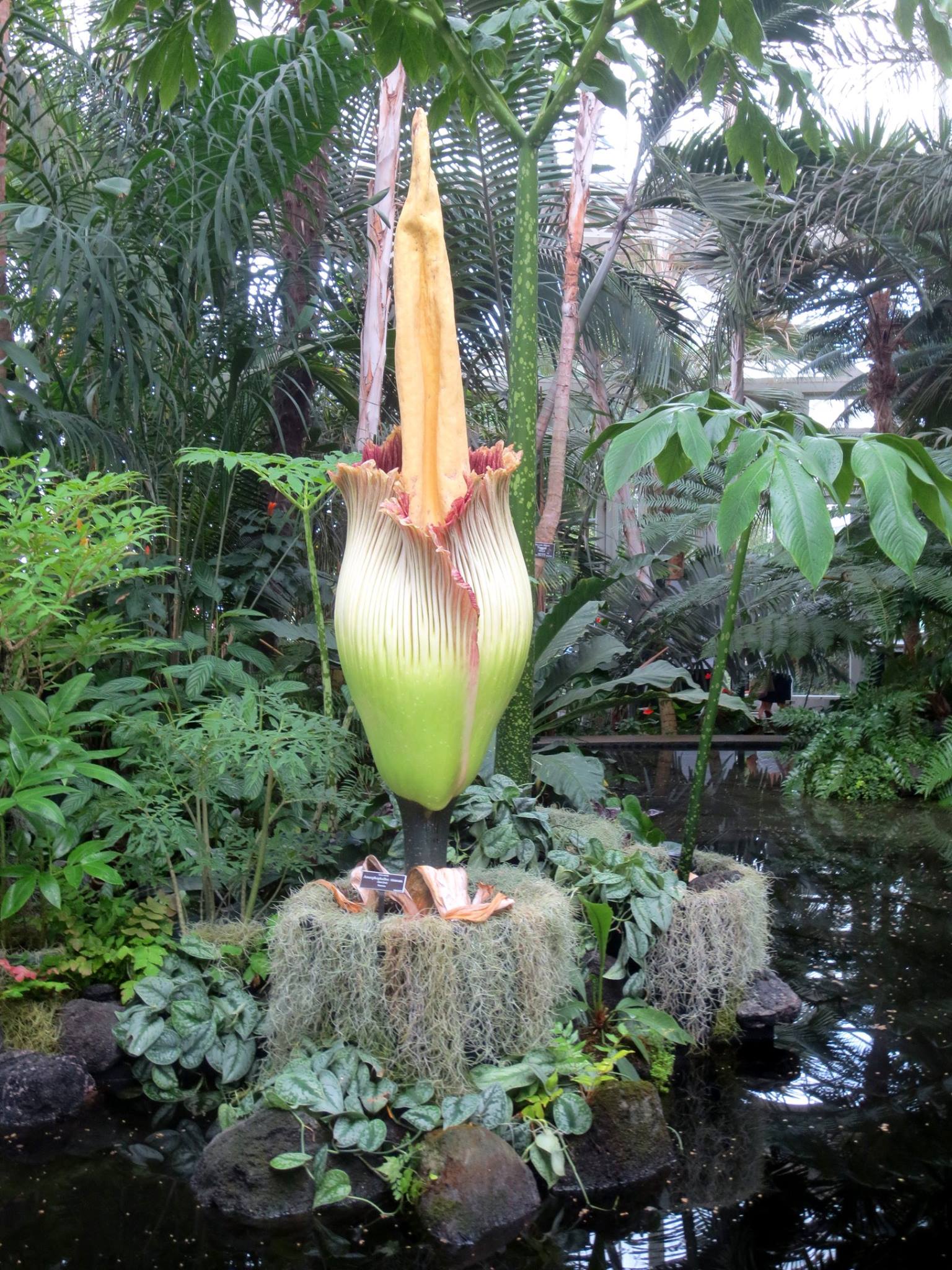 Corpse Flower