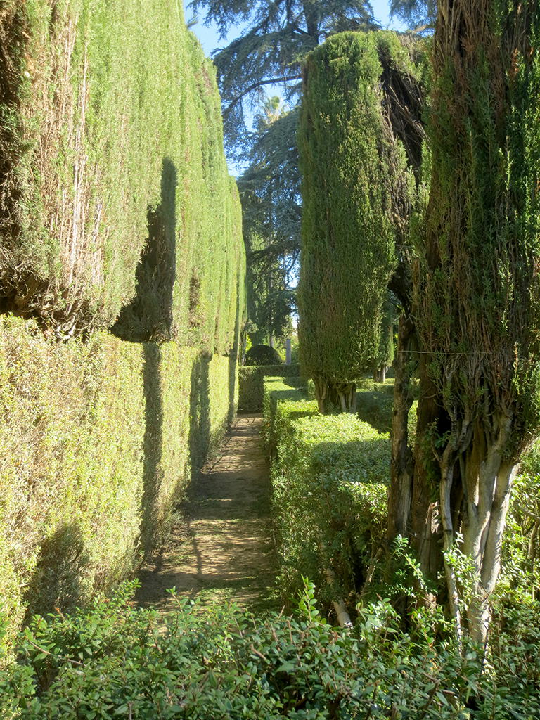 Edge of a Hedge Maze