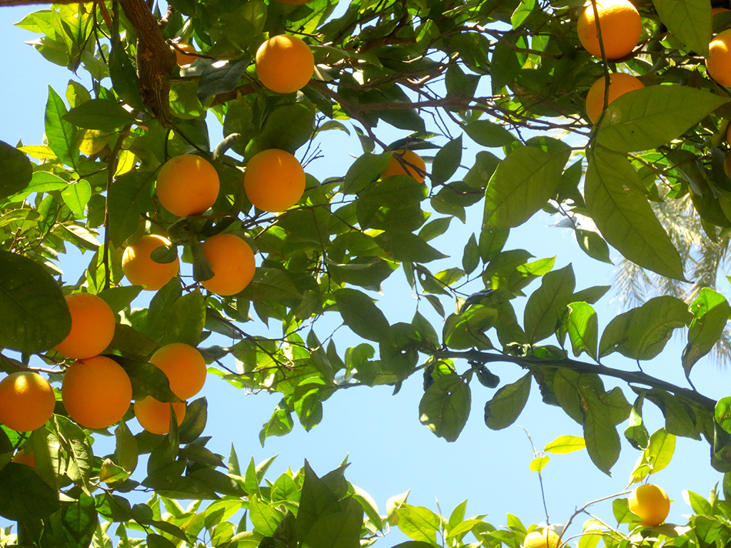 The Orangest Oranges So Far