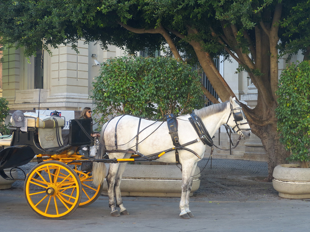 Horse and Carriage