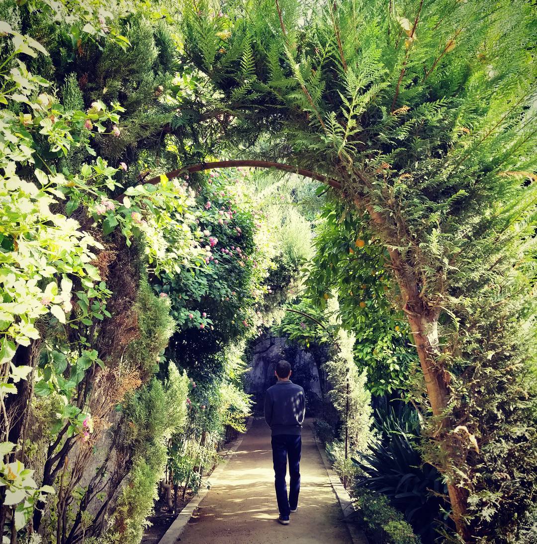 Cedar arbour in the Patio de los Limones