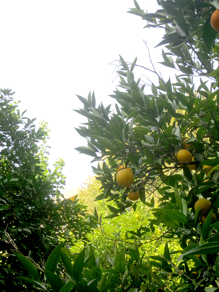 Patio de los Limones