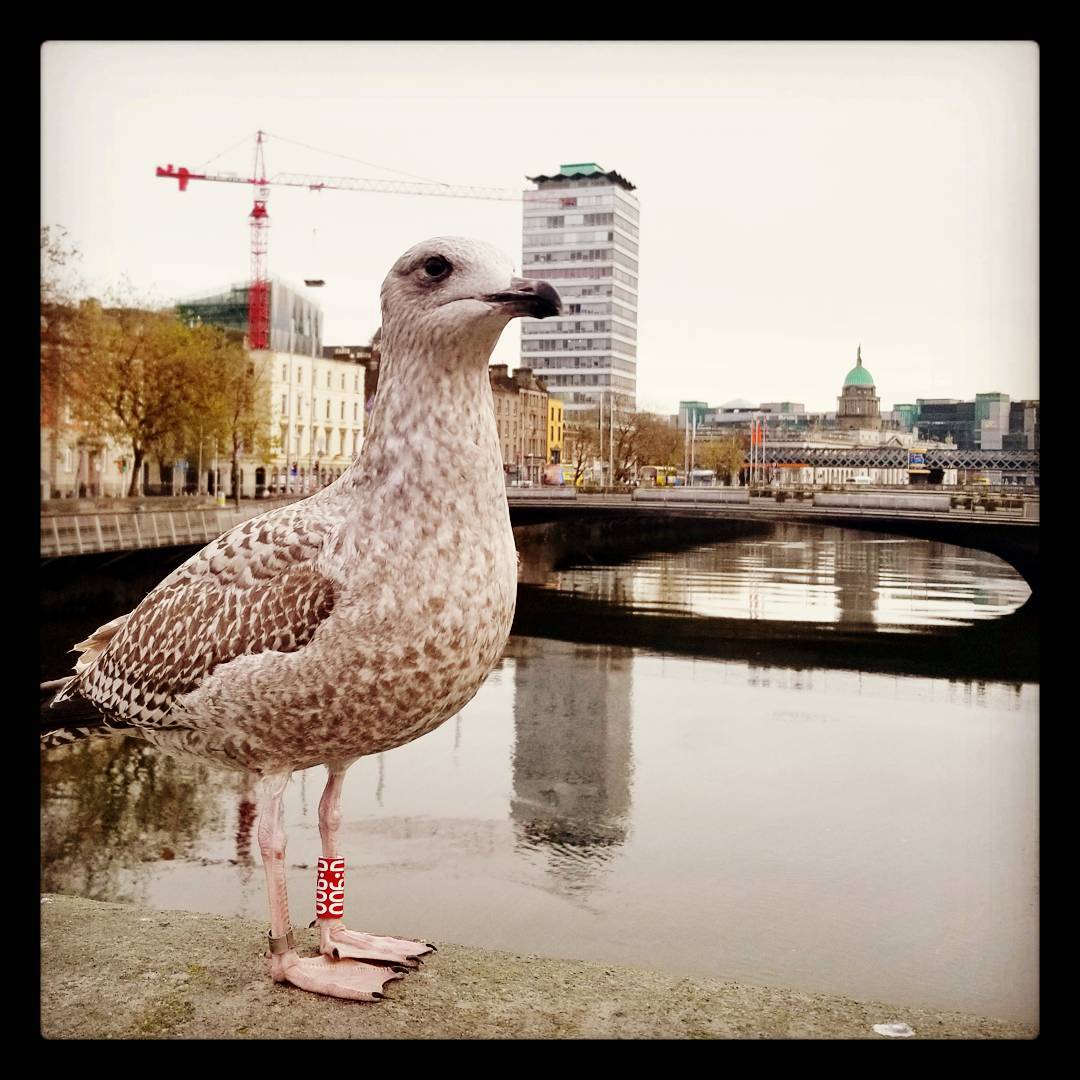 O'Connell Bridge Bird