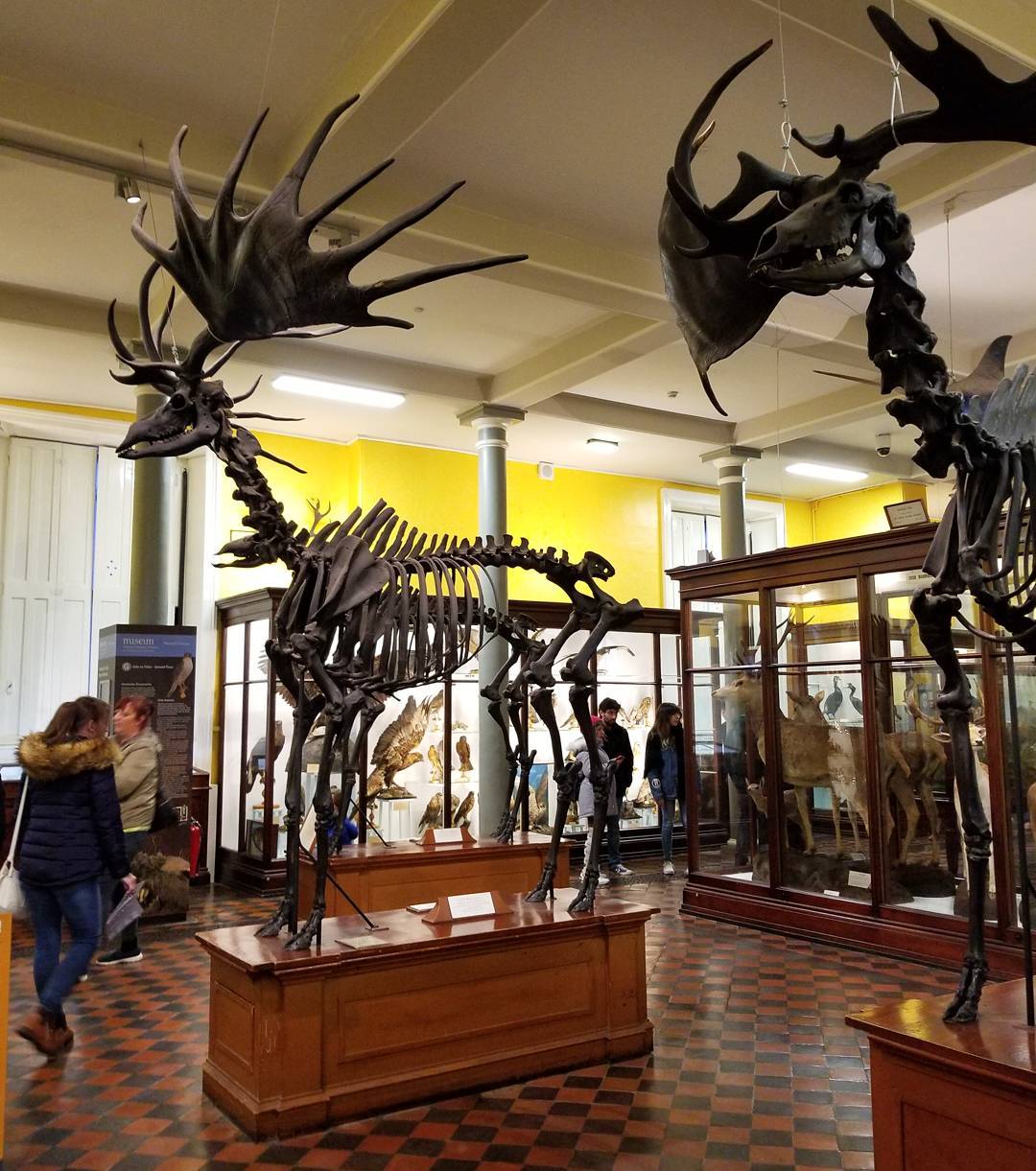 Moose Skeletons