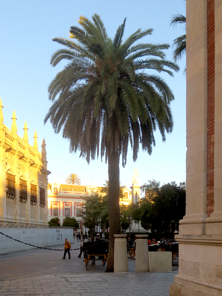 Cathedral with Palm