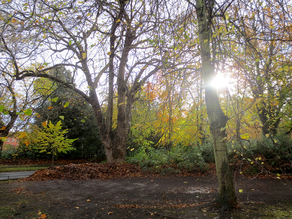 St. Stephens Green Trees