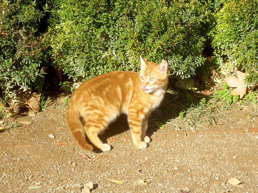 Cats of the Alhambra