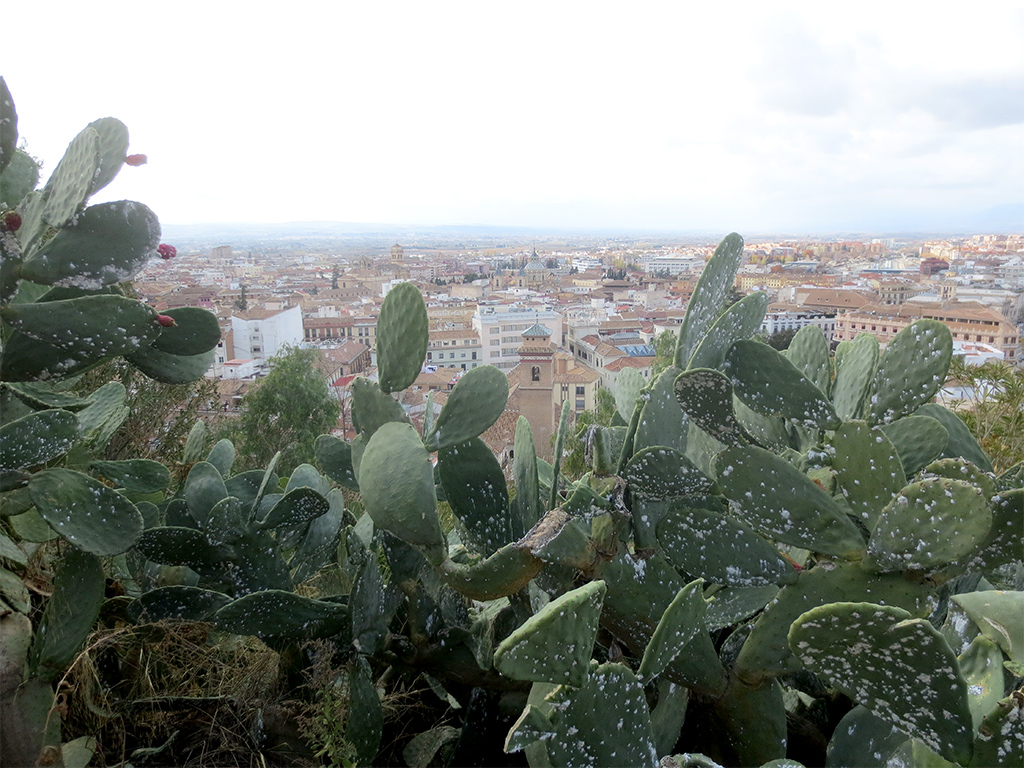 Obstructionist Cacti