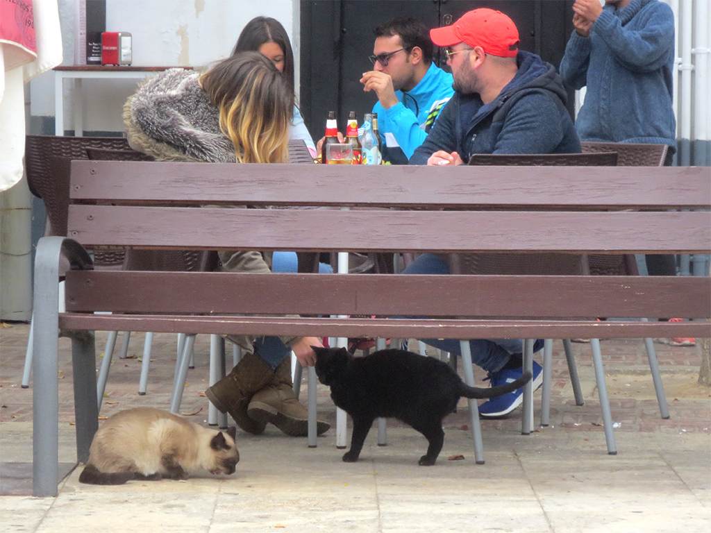 Begger Cats in the Restaurant Square