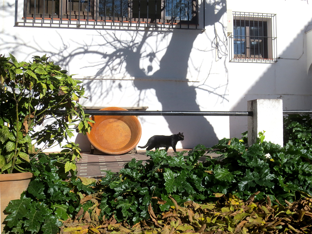 Garden Cat