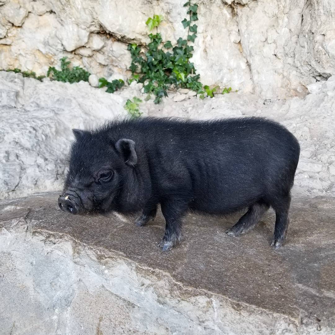 Tiny Little Pig