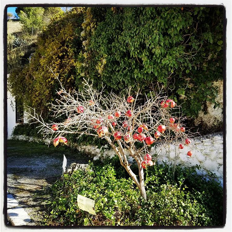 A Pomegranate Tree (We Think)