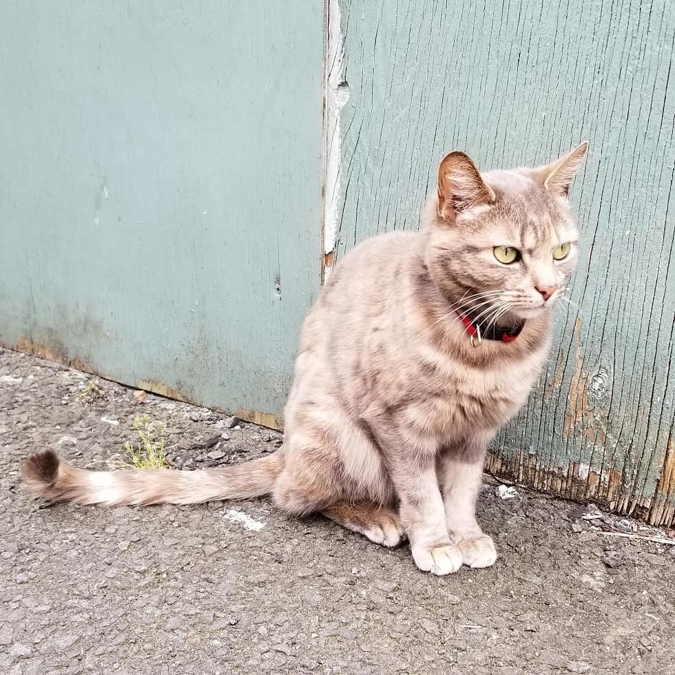 Dean Village Cat