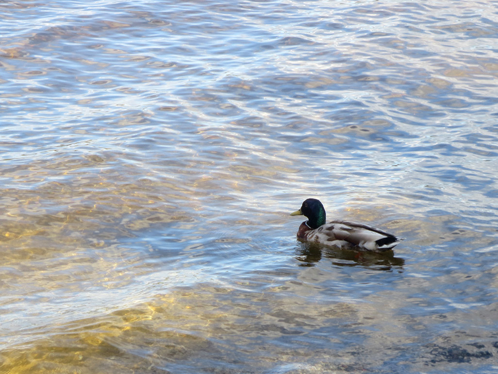 Loch Lamond